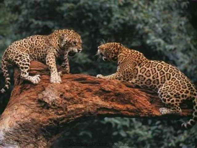 Interesting Animal Fighting Encounters Fiercest Beasts