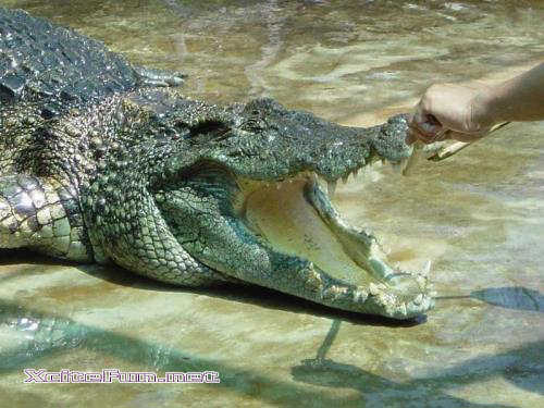 Pet Crocodile - XciteFun.net