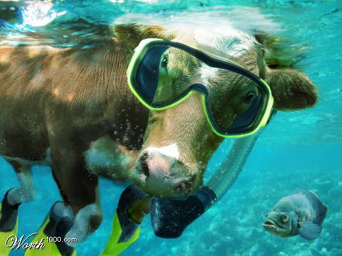  If Cows live like People - Very Funny  - XciteFun.net