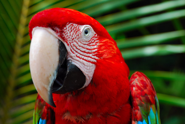 Colorfull Parrots Attractive - XciteFun.net