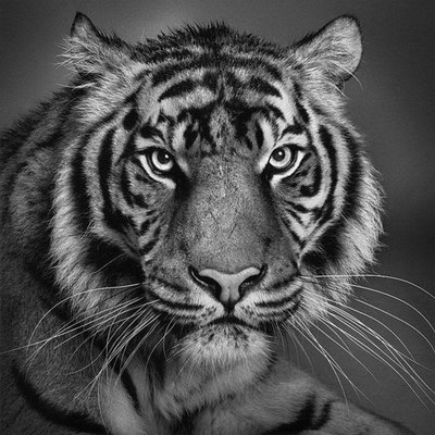 Pencil Drawings of Animals - Very Artistic - XciteFun.net