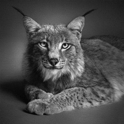  Pencil Drawings of Animals - Very Artistic - XciteFun.net