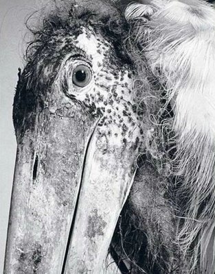 Pencil Drawings of Animals - Very Artistic - XciteFun.net