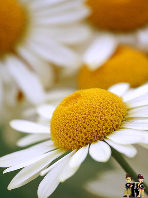 Daisies - XciteFun.net