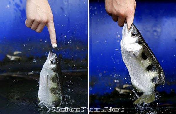 archerfish-snagging-fish-finger-xcitefun