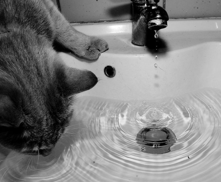 Cats Playing with Water - XciteFun.net