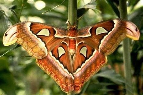 Biggest Butterfly in The World - XciteFun.net
