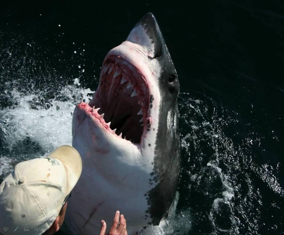 Shark Love with Human.......... Unbelievable - XciteFun.net