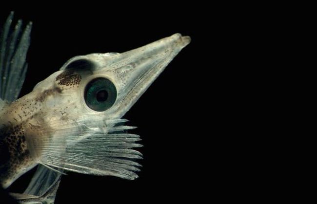 Unbelievable creatures from the underwater depths (Part-1) - XciteFun.net