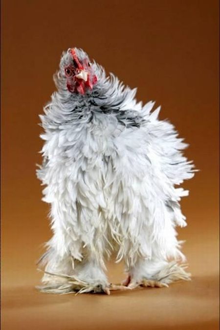 Beautiful chickens around the world - XciteFun.net