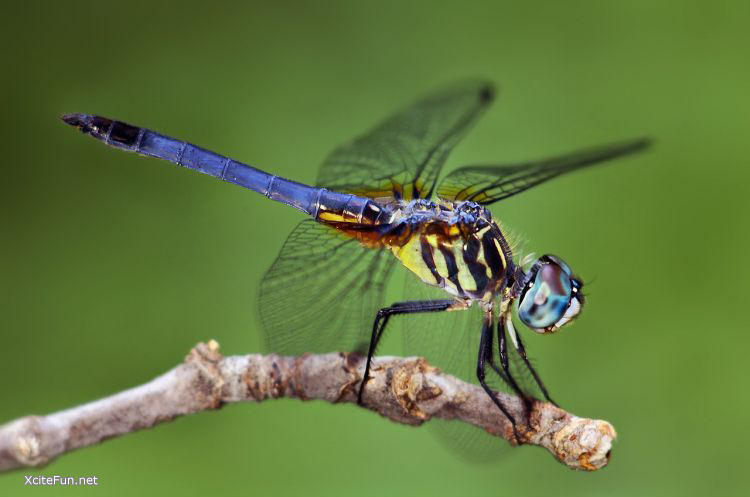 dragonfly software dragonfly software