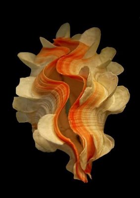 Beautify Shell Beautiful Shells - XciteFun.net