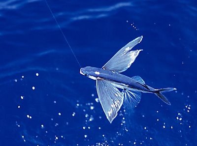 BafflingFlying Fish - XciteFun.net