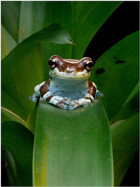Funny Frogs - XciteFun.net