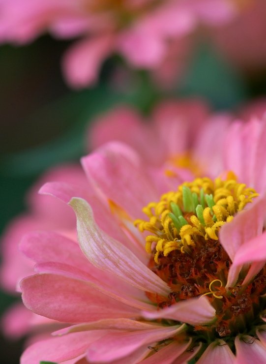 RED & PINK.... Flowers - XciteFun.net