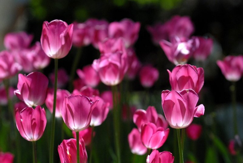 magic flowers forever flowers taiwan