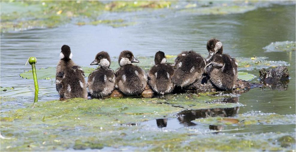 BABY DUCKS - XciteFun.net