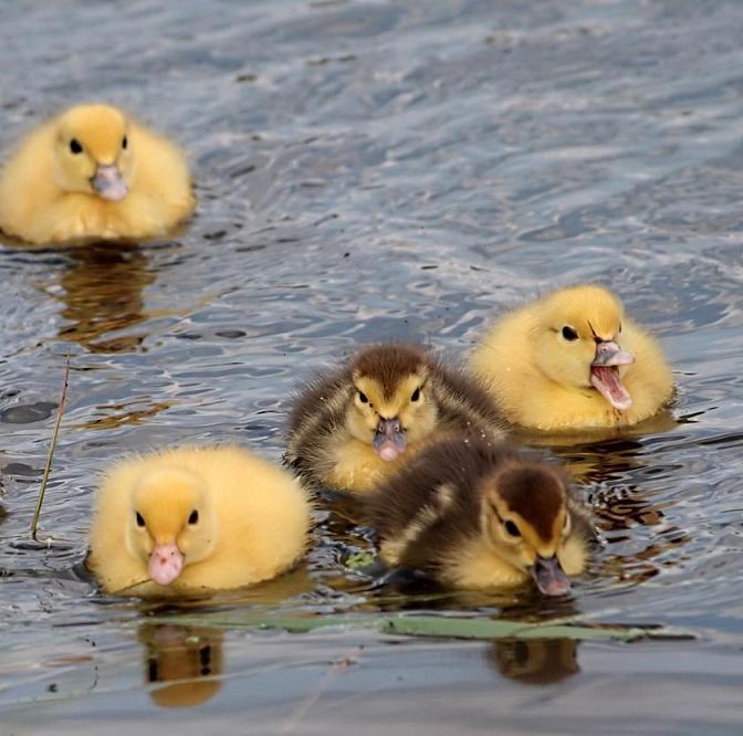 BABY DUCKS - XciteFun.net