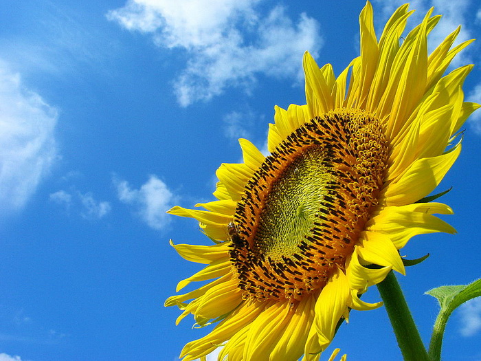 Sun Flower.... - XciteFun.net