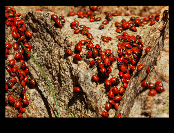 Beautiful Ladybugs - XciteFun.net