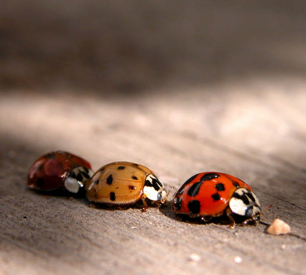 Beautiful Ladybugs - XciteFun.net