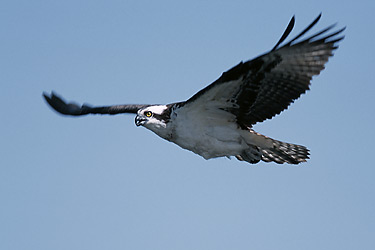 ANIMALS & BIRDS OF ALASKA........................ - XciteFun.net