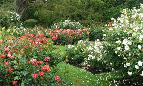 Rose Gardening: Chunk of Red - Basic Tips - XciteFun.net