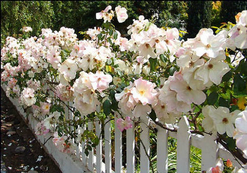 Rose Gardening: Chunk of Red - Basic Tips - XciteFun.net