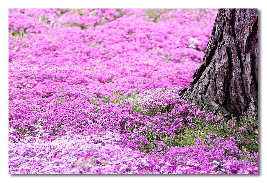 Pink Garden in Hokkaido, JAPAN - XciteFun.net