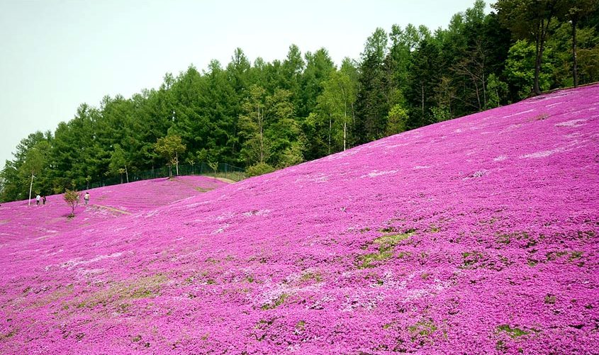 Pink Garden in Hokkaido, JAPAN - XciteFun.net