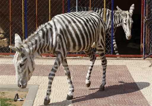 Painted Donkey The Ultimate Zebra - Gaza Zoo - XciteFun.net