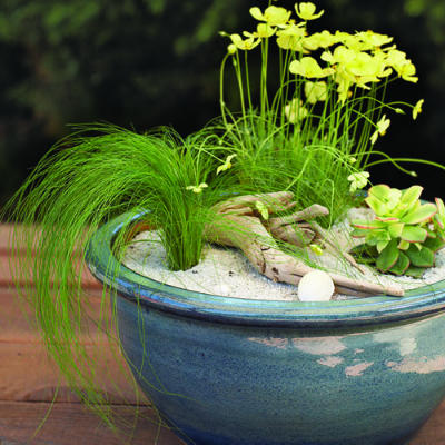 Great one-pot gardens - XciteFun.net