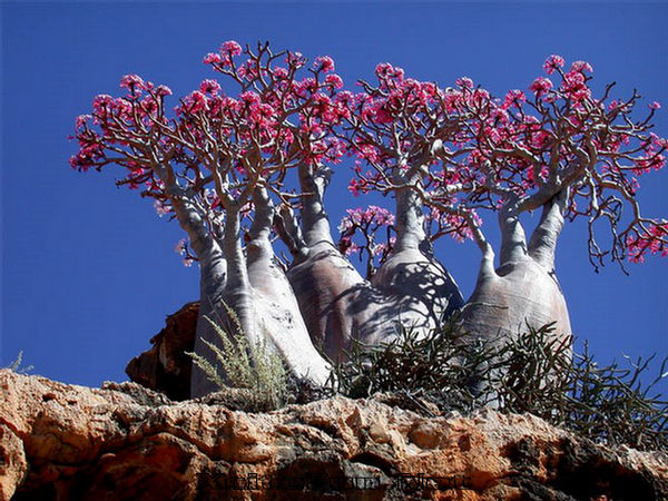 http://img.xcitefun.net/users/2009/10/122825,xcitefun-socotra-island-36.jpg