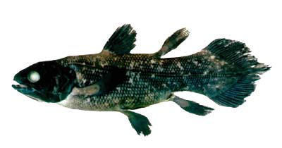 Baby Coelacanth Fish Known as Living Fossil - Indonesia - XciteFun.net