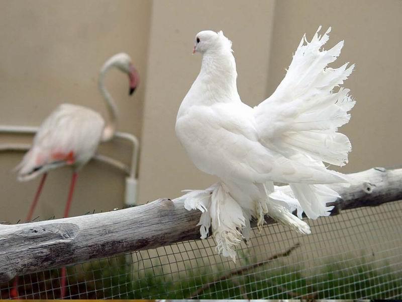 18 голубей. Fantail Pigeon. Королевский голубь. Голубь с красивым хвостом. Голубь с пушистым хвостом.