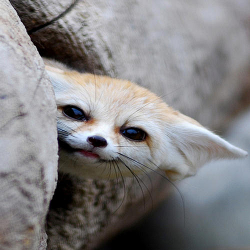 Cutest Fennec Foxes in the World - XciteFun.net