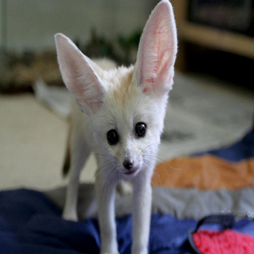 Cutest Fennec Foxes in the World - XciteFun.net