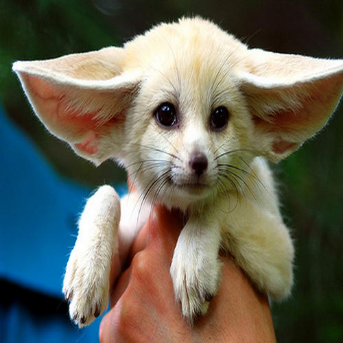 Cutest Fennec Foxes in the World - XciteFun.net