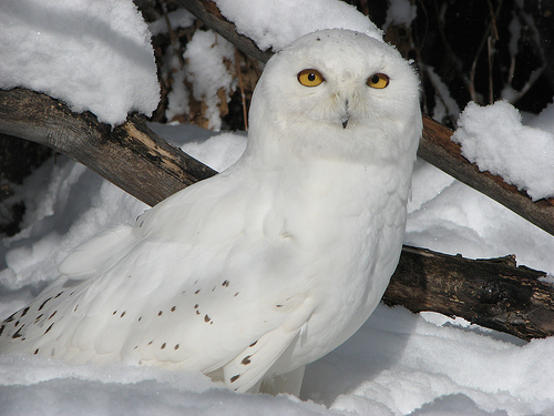 Beautiful Snowy Owls - XciteFun.net