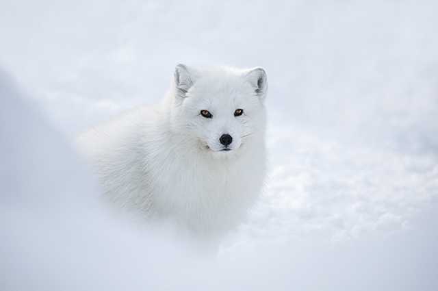 Top Ten Beautiful Snow Animals... P-I - XciteFun.net