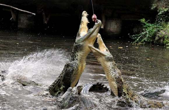 Scary and Dangerous Crocodiles - XciteFun.net