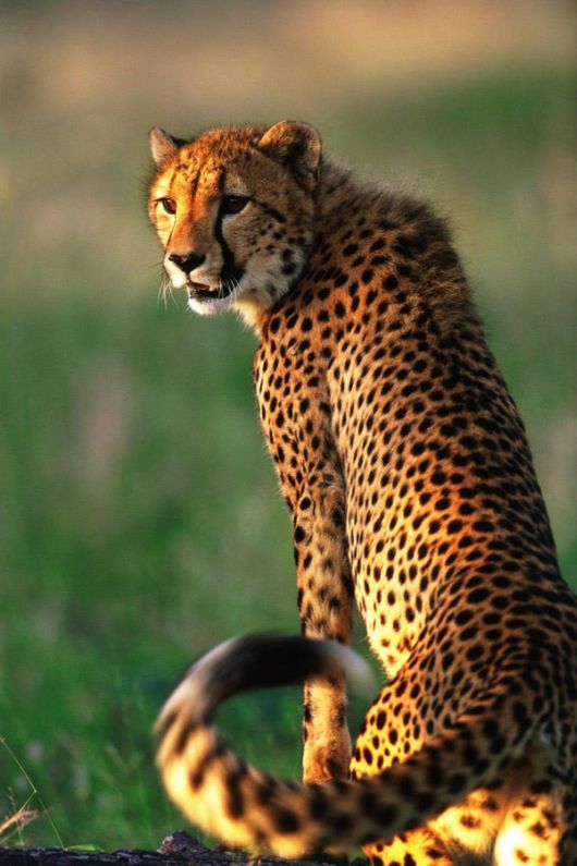 Wild Cats and their Family...... So Cute and Lovely they are - XciteFun.net