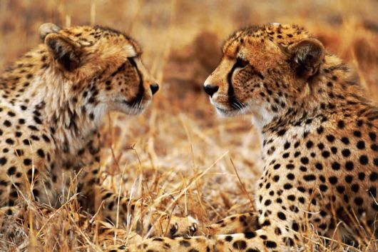 Wild Cats and their Family...... So Cute and Lovely they are - XciteFun.net