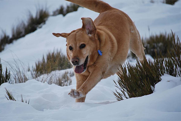 Our Pets also Enjoy in the Snow - XciteFun.net