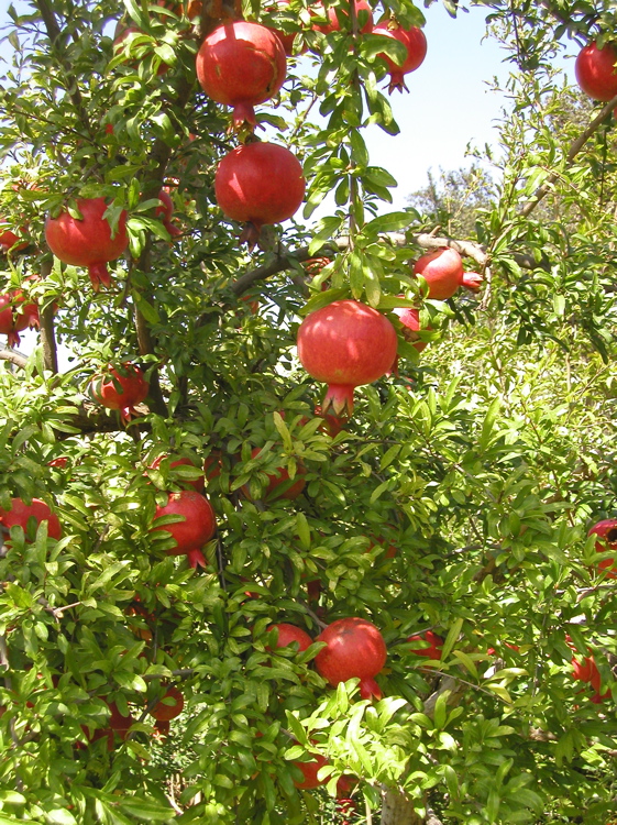 Trees of different Fruits - XciteFun.net