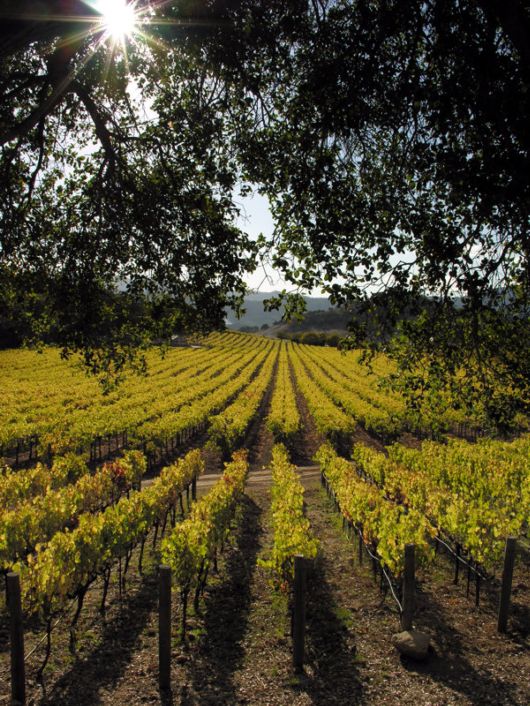 World's Most Beautiful Vineyards.....See the lovely crops... - XciteFun.net