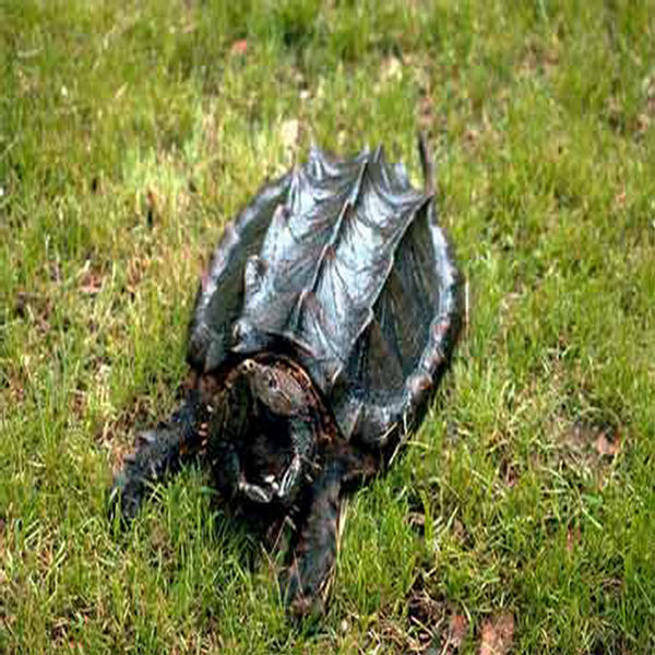 Naturally Armored Animals - XciteFun.net