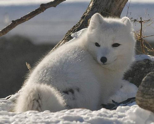 Arctic Fox as Known as Polar Fox - XciteFun.net