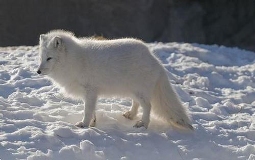 Arctic Fox as Known as Polar Fox - XciteFun.net