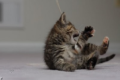 140067,xcitefun-a-compilation-of-cutest-kittens-6.jpg